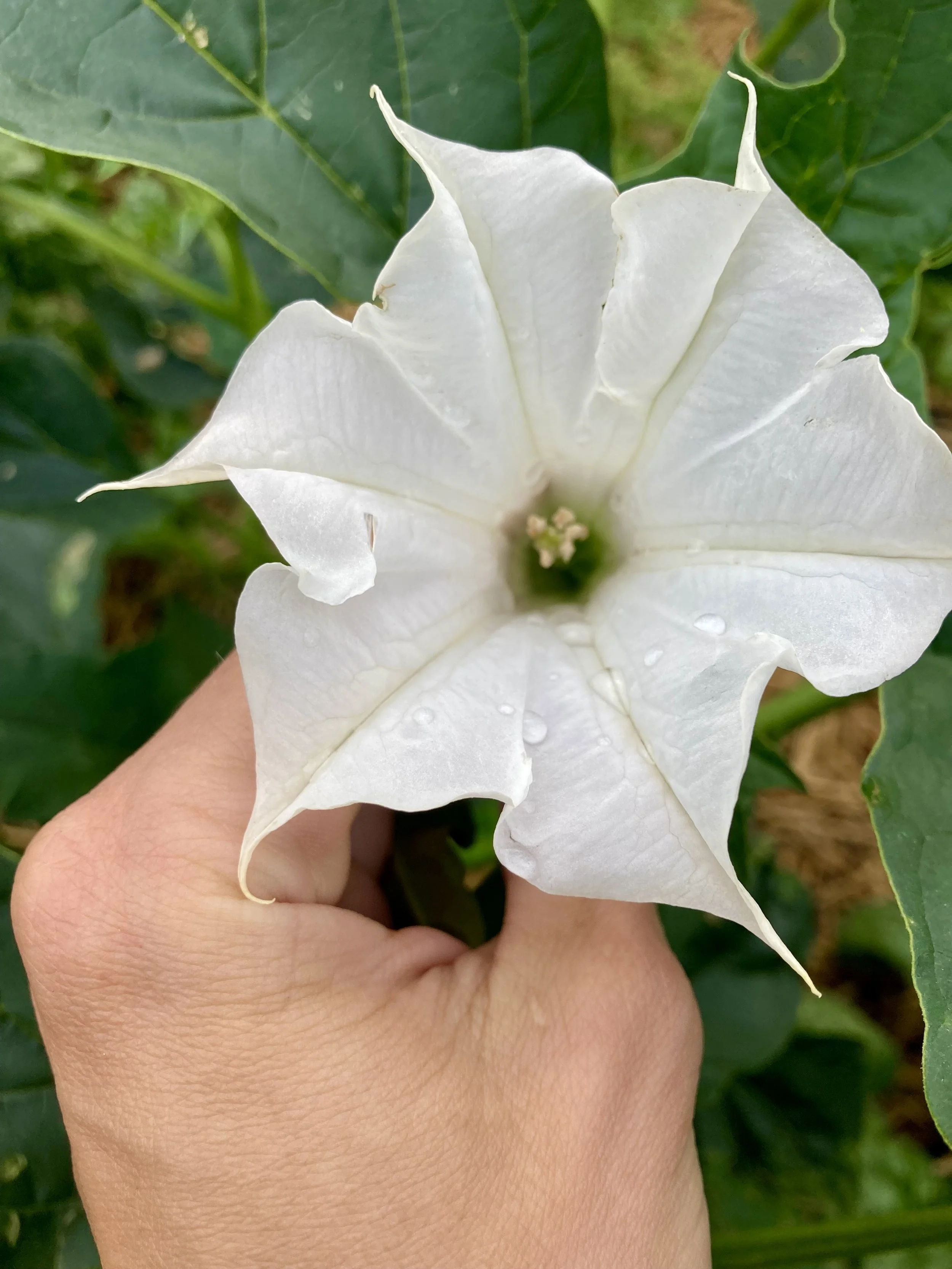Datura Flower Essence — Honeybee Herbals